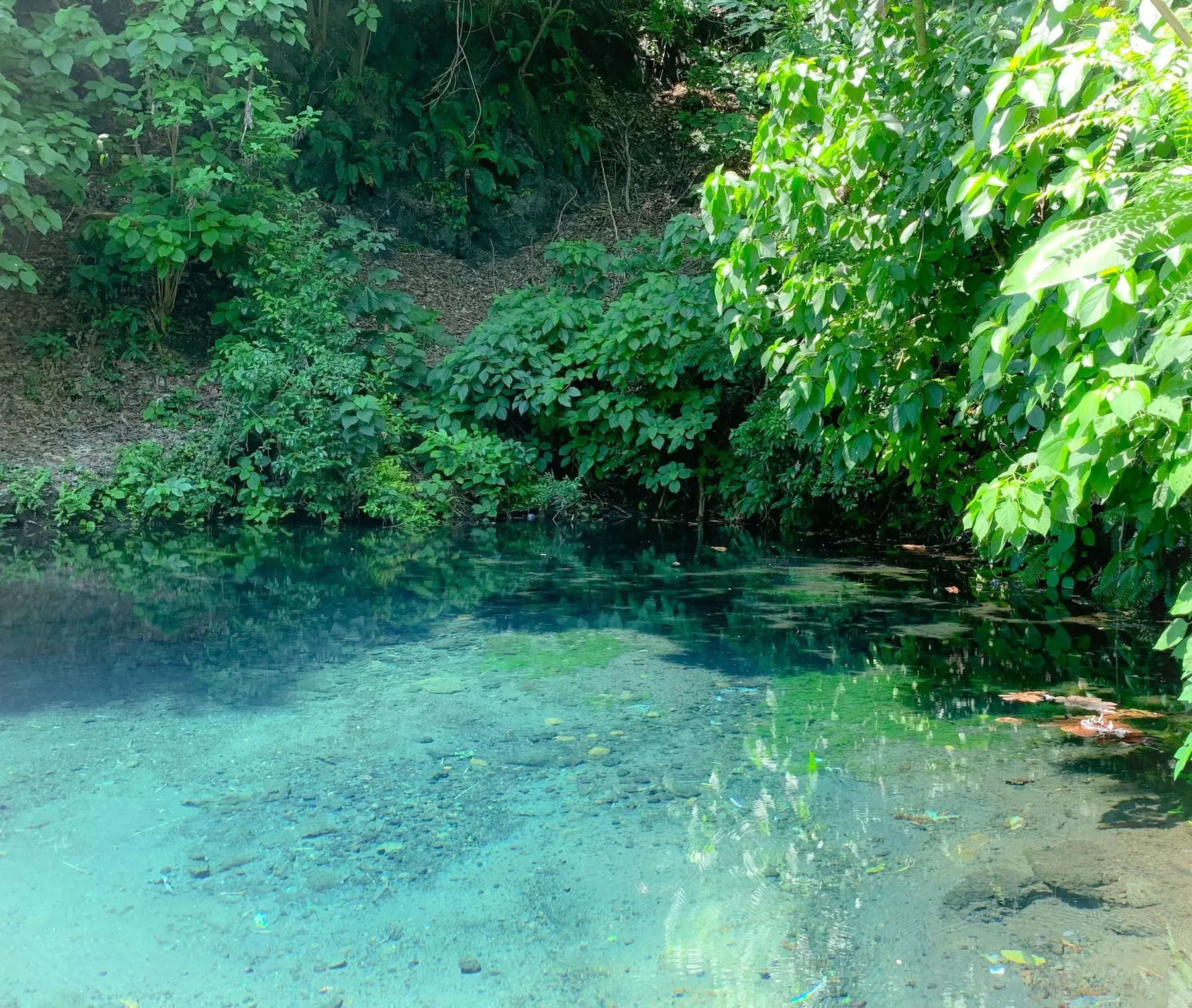 Bosque de Agua Mechotique